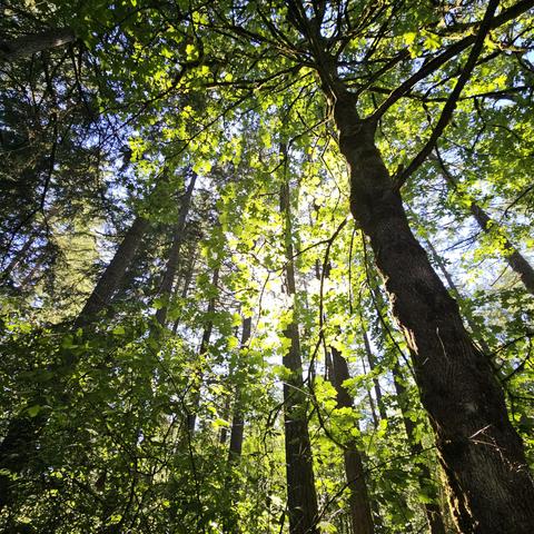 a upward shot of sunlight coming theough leaves in a medium thick forest