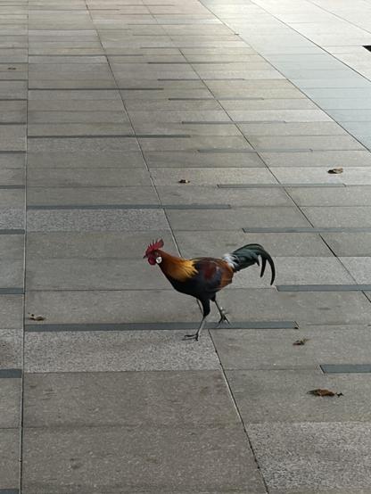 A jungle fowl on the sidewalk. Apparently these are the ancestors of the domestic chicken.