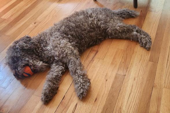 Curly-haired brown and white dog sprawled out on an antique oak floor, with a bright orange and blue ball in her mouth.