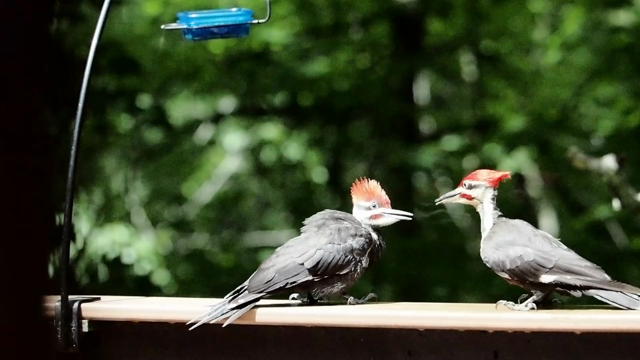 An adult pileated woodpecker (the largest woodpecker in our woods), feeds his fledgling son on my deck railing next to the feeder.