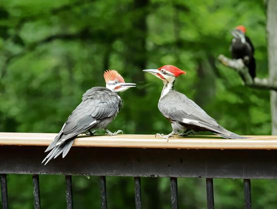 Adult pileated woodpecker (right) and his fledgling son. His fledgling daughter is in the background.