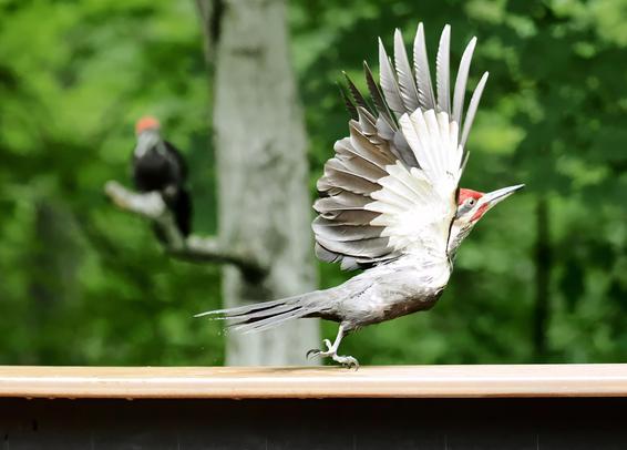 Dad taking off from the railing, wings spread.