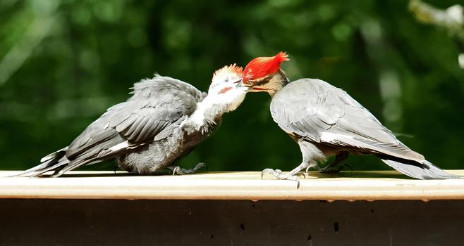 The fledgling is almost as big as his dad. If you look closely, you can see that during the feeding, his beak comes very close to his parent's eye. Scary.