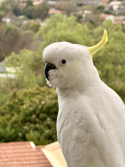 A cockatoo