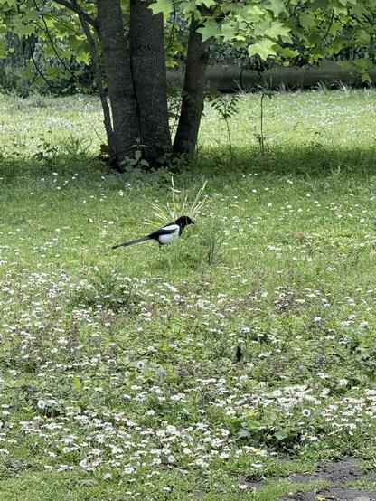 Der Stadtgarten Neuss mit einem Vogel