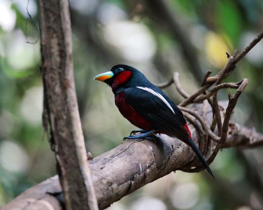 Medium sized bird, a black-and-red broadbill on a branch sitting on its side. The turquoise beak with orange underglow is vividly visible, and white feather streak in the middle of black body looks interesting.