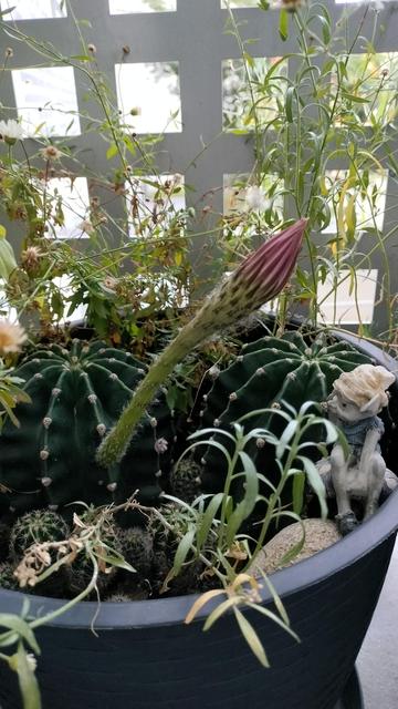 Cactus en pot avec un bouton de fleur sur le point d’éclore, entouré de marguerites et d’une petite figurine représentant un lutin