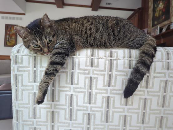 A small tabby cat sitting atop a comfy chair with her head, left-front leg, and tail drooping over the side.