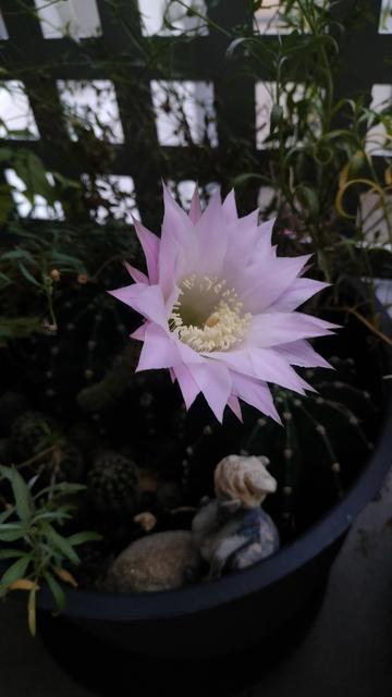 Fleur de cactus rose en pleine floraison dans un pot, entourée de petits cactus et un lutin posé sur un galet