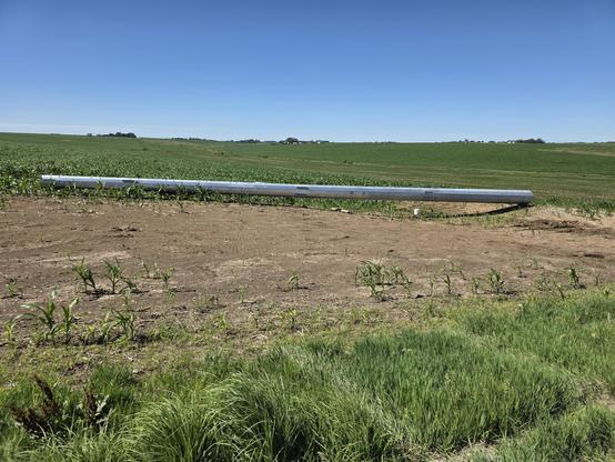 Part of a new transmission pole laying on the ground in a corn field. A large section of ground has been trampled and the corn plants crushed, stunted, or just plain gone.