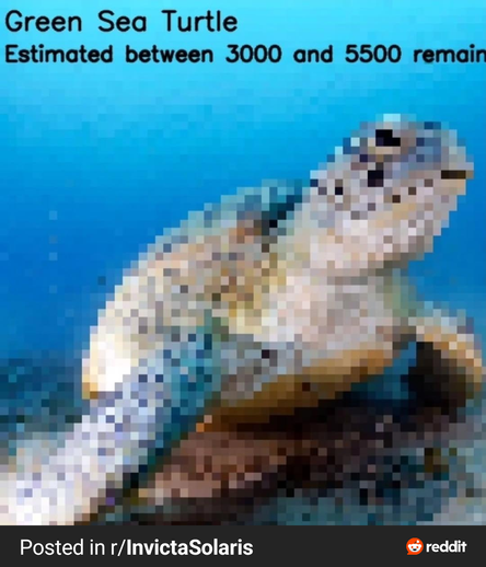 green sea turtle estimated between 3000 and 5,500 remain.