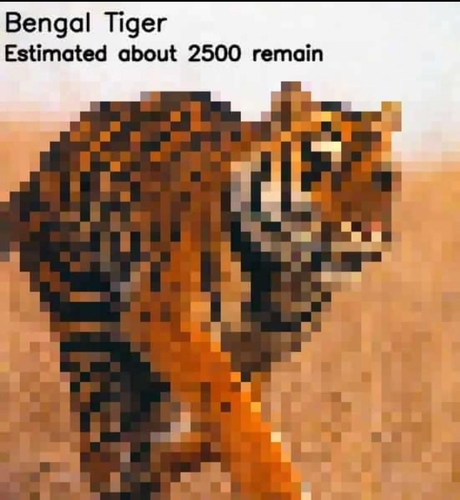 Bengal tiger estimated about 2500 remain.