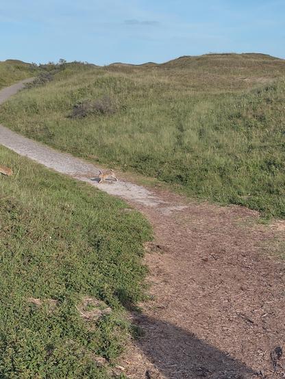A rabbit mid hop. It's crossing an unpaved footpath through the dunes. The dunes are all fully covered in dune grass and low shrubs. Just disappearing out of sight on the left is the butt of another rabbit.