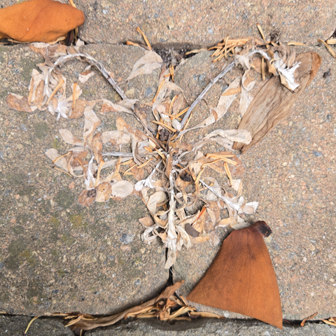 leafy detritus on concrete pavers. shape suggests a winged creature, perhaps fantastical.