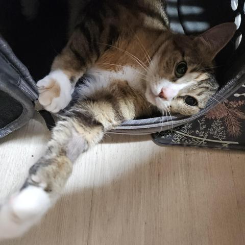 A kitty with very full pupil eyes pawing out toward the camera from inside a padded cat carrier. She is happy chaotic.