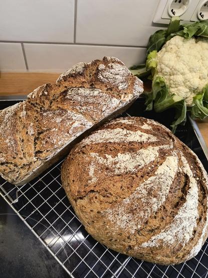 Zwei Brote auf einen Abkühlgitter. Ein Kastenbrot und ein rundes, etwas platt gewordenes freigeschobenes Brot. Das Kastenbrot besteht aus drei geflochtenen Strängen