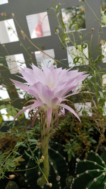 Fleur rose de cactus en pleine floraison, sur fond de feuillage vert