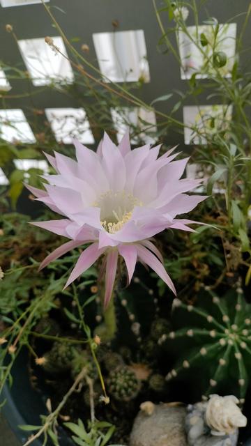 Fleur rose de cactus en pleine floraison, sur fond de feuillage vert