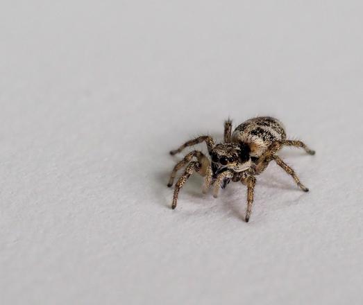 A small b&w jumping spider on a white, softly textured paper.