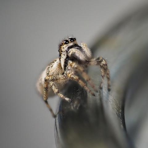 A small b&w jumping spider on the rim of a glass jar.