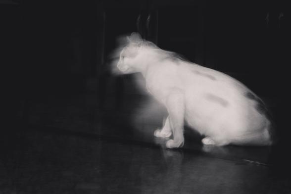 White-orange cat "ghosting" towards the left while flash freezes it on the initial sitting position