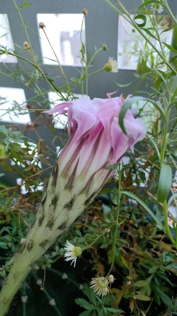 Bouton de fleur rose d'un cactus en gros plan