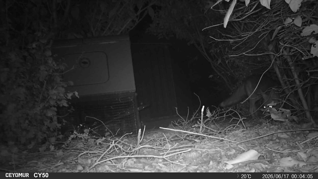 Capture vidéo nocturne (infrarouges) d'un renard furetant autour de mon poulailler.