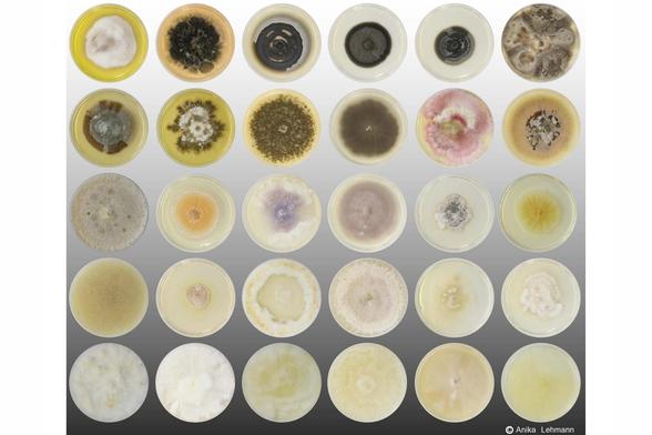Bildraster mit 30 Petrischalen, angeordnet in fünf Reihen zu je sechs Schalen, fotografiert von oben. Die Pilzkulturen zeigen ein breites Spektrum an Farben und Wuchsformen: von tiefschwarzen und dunkelgrauen Kolonien über grüne, beige und cremefarbene bis hin zu auffällig violetten, rosafarbenen und gelblichen Strukturen. Die Texturen reichen von samtig-pelzig und faserig-strahlenförmig bis glatt und körnig. Der Hintergrund der Schalen geht von hellgelb in den oberen Reihen zu grau und dunkel in den unteren Reihen über. Bildnachweis: Anika Lehmann.