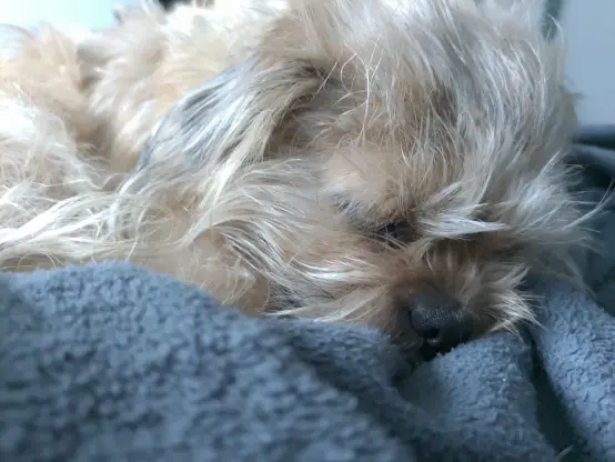 photo of pugzu (half pug, half shih-tzu) sleeping on an unmade bed with blue blanket, taken by Poco X3 NFC phone running Ubuntu Touch