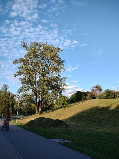 A big green tree against the sky with a green grass bank, sky, and cut grass.