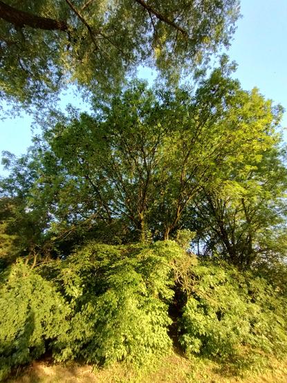 The green canopy of a large tree, or pair of trees against the sky.