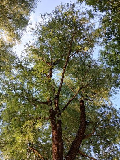 A large tree against the sky.