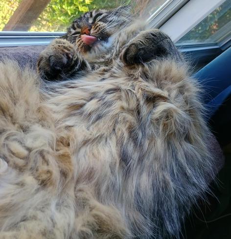 younger tabby, rolling onto his back, tongue out, extremely floofy.