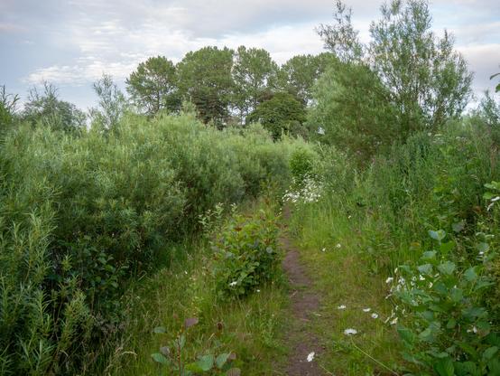 A narrow riverside path through bankside willows and other greenery.