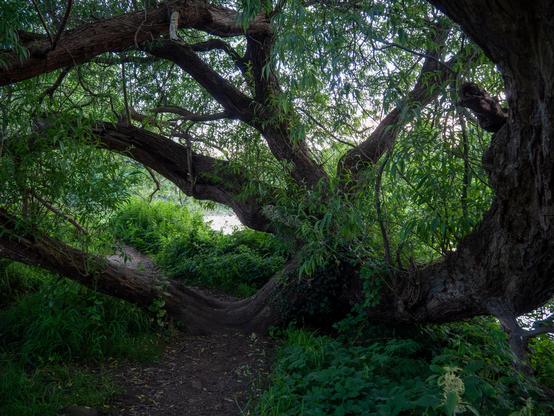 An ancient willow that has split and collapsed many times but remains vigorous. One collapsed branch lies across the path.