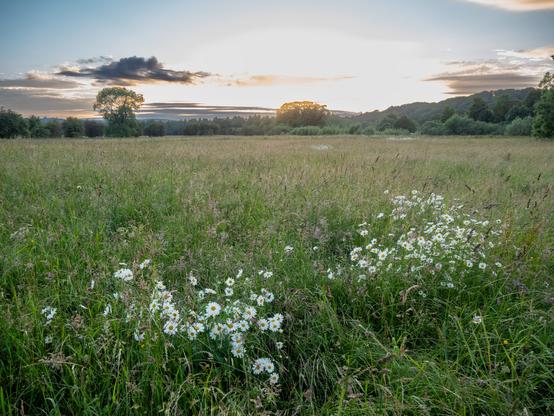 Field of long grasses and wildflowers with the trees of the riverbank beyond. The sun is just going down.
