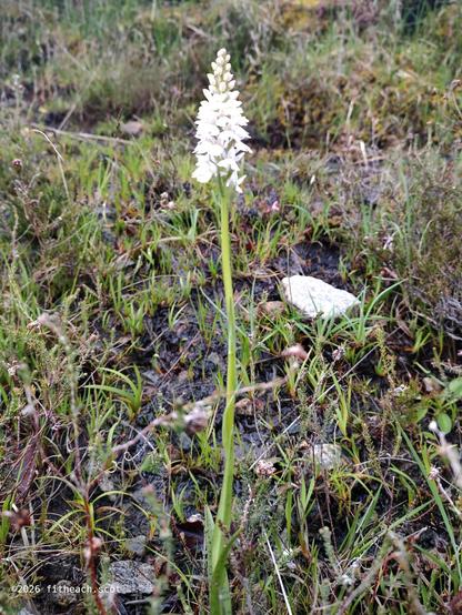 Photo of the whole orchid. The plant is growing in some rough, wet ground. The orchid is towering above the many small plants surrounding it.