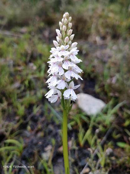 A closer view of the flower head of the same orchid. The orchid flower head is pointed in shape, made-up of around two dozen small blooms.