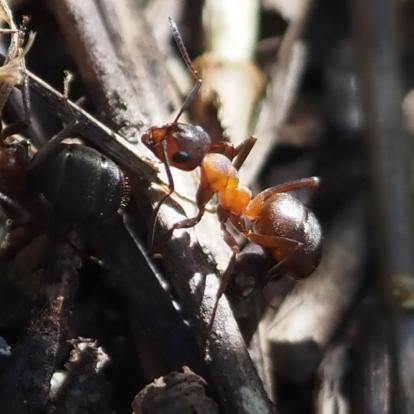 A large ant from a colony which has made a nest from small dry twigs. Head and abdomen are dark brown, almost black but in between is translucent amber