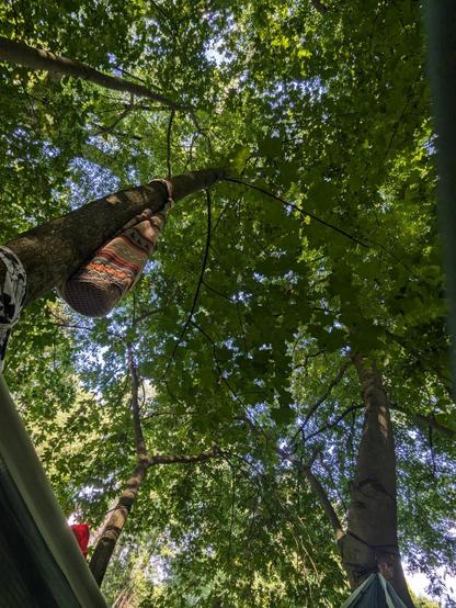 looking up at the tree leaves. totally didn't almost cry about how beautiful nature is, nope, me? whatttt ok maybe