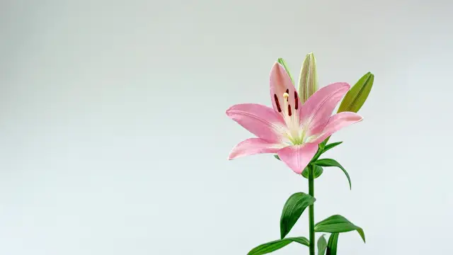 A pink lily