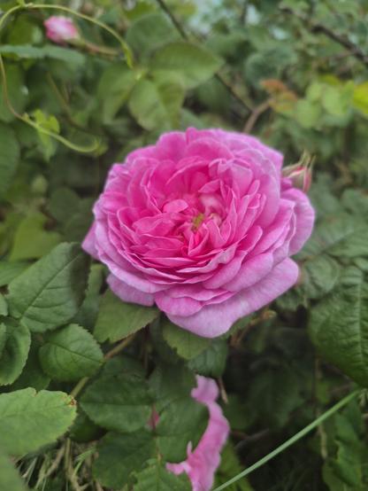 ​A close-up shot of a lush, vibrant pink rose in full bloom. The flower features layers of soft, densely packed petals with subtle hints of lighter pink tones. The background is a soft-focus blur of green leaves and small rosebuds, highlighting the rich texture of the central flower.