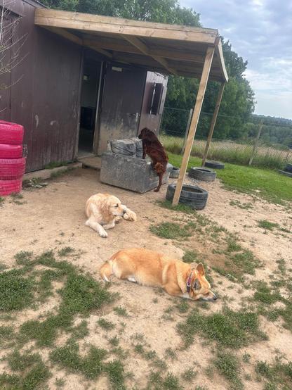 Canis lupus pembrokensis, lying on the ground outside a wooden shelter, along with a golden retriever. They both look overheated. Behind them, under the wooden awning, an auburn dog is trying to climb onto a dingy couch.