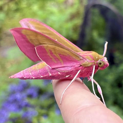 A side-profile macro photograph of a large Elephant Hawk-moth (about 6cm long and very chunky) resting calmly on the tip of a person's index finger. It faces right. The moth displays a striking, high-contrast colour scheme of deep magenta-pink underneath of its abdomen and golden olive-green on its head and top of abdomen. Its long, aerodynamic wings are held up and slightly swept back as they flap ready for take-off, showing broad stripes of olive-green bordered by thick bands of bright pink. Its head features a smooth, round greenish eye and a thick coat of pink and olive fur, while its long, spindly legs are a stark, contrasting white. The background is a blurred blend of green foliage and purple garden flowers.jpg].