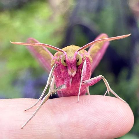A direct head-on macro photograph of an Elephant Hawk-moth balancing on the tip of a person's index finger. The moth faces the camera showing its fluffy face covered in deep magenta-pink. Two very large, round, greenish-yellow compound eyes are prominently visible on either side of its pink palps which extend down like two goofy teeth. Extending widely to the left and right are its thick, tapered antennae, which are detailed with fine ridges and coloured in a pale pinkish-orange. The top of its thorax features a thick patch of golden-olive fur. Its long, thin legs are mostly white with pink accents and they extend downward to grip the finger. In the background, its vibrant pink and olive wings are swept upward and slightly out of focus, set against a soft blur of green garden leaves and purple flowers.jpg].