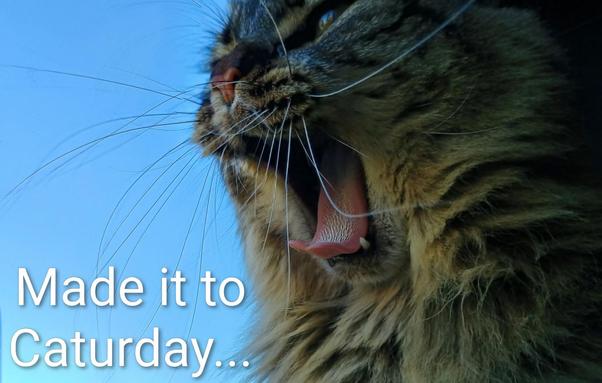 yawning tabby cat, mouth open, whiskers projecting, fangs showing, tongue curled downward. Beyond him, a blue sky. 

caption says, "Made it to Caturday"