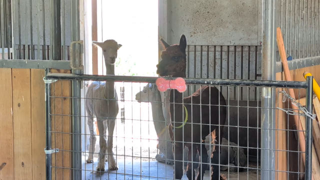 We start with three alpacas in a barn stall: two standing and one kushed. They appear to be numb to a chickens incessant egg song. The camera pans and zooms in to an Icelandic hen standing on the gate to an adjacent stall. She is singing the song of her people. If chickens had thumbs, there'd probably be a crowd of them holding up lighters. The camera zooms back out to show both the hen and the alpacas. The alpacas still appear to be doing their best to ignore the singing, as the hen's first groupie walks up.