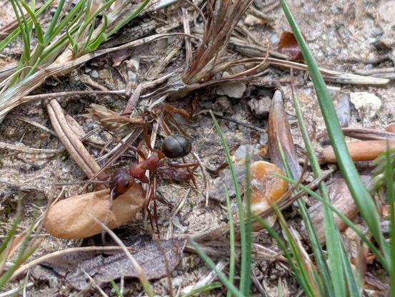Photo of a brown and black ant carrying something rather large.