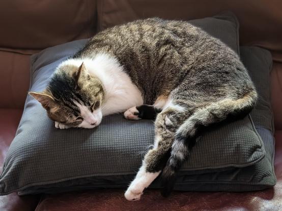 A gray tabby cat sleeping contentedly on a pile of two gray pillows about the same size she is.