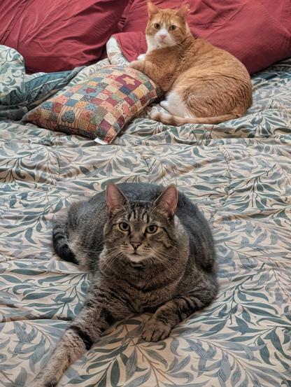 Two tabby cats, one orange and one gray, lying on a bed covered with a leaf-pattern bedspread, and looking attentively at the camera.